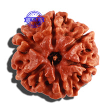 Load image into Gallery viewer, 6 Mukhi Rudraksha from Nepal - Bead No. 260
