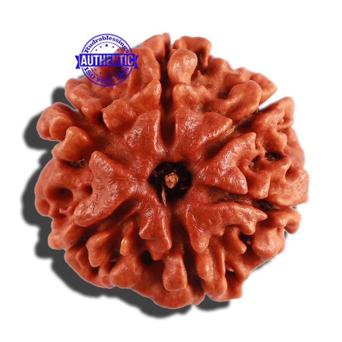 6 Mukhi Rudraksha from Nepal - Bead No. 260
