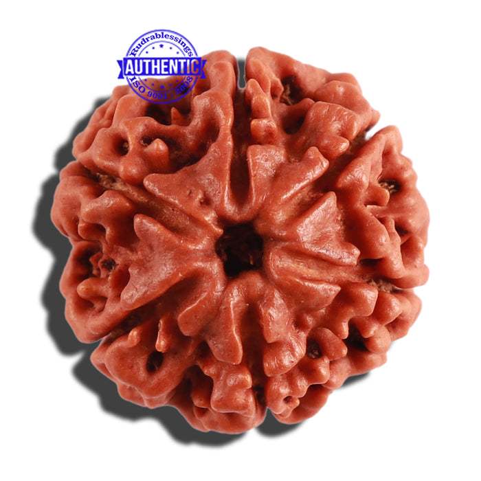6 Mukhi Rudraksha from Nepal - Bead No. 261