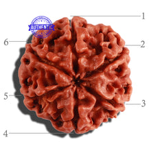 Load image into Gallery viewer, 6 Mukhi Rudraksha from Nepal - Bead No. 261
