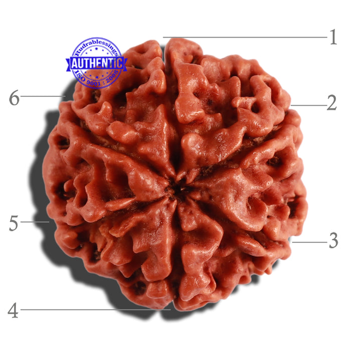6 Mukhi Rudraksha from Nepal - Bead No. 261