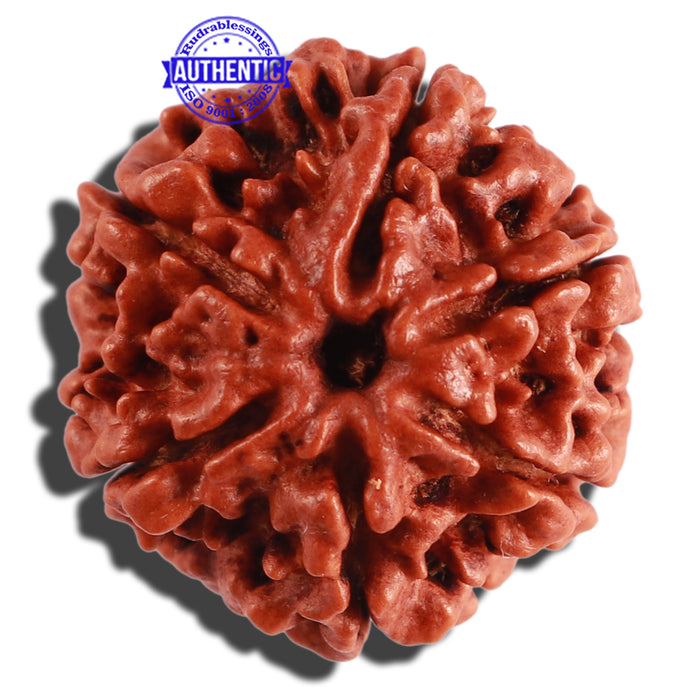 6 Mukhi Rudraksha from Nepal - Bead No. 263