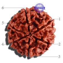 Load image into Gallery viewer, 6 Mukhi Rudraksha from Nepal - Bead No. 263

