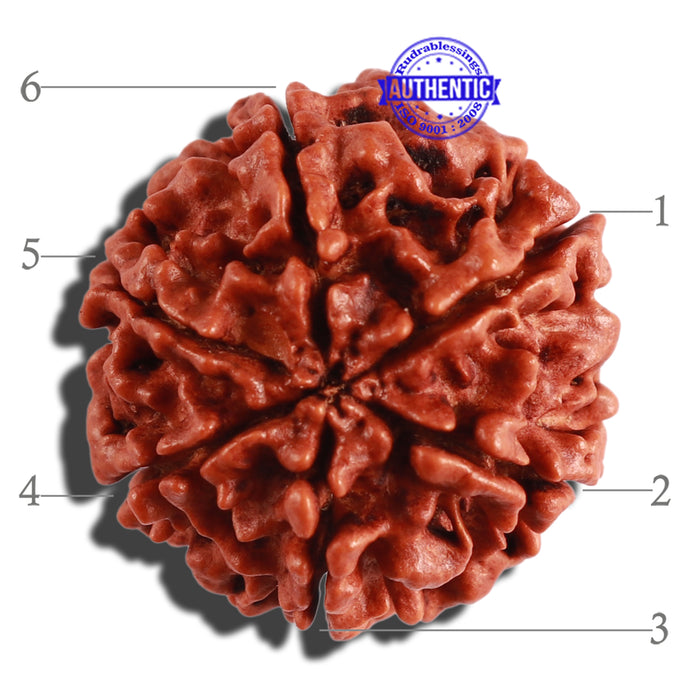 6 Mukhi Rudraksha from Nepal - Bead No. 263