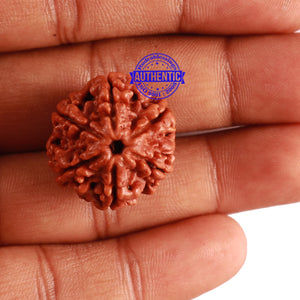 6 Mukhi Rudraksha from Nepal - Bead No. 264