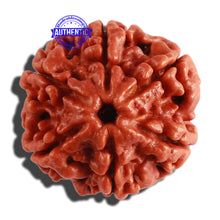 Load image into Gallery viewer, 6 Mukhi Rudraksha from Nepal - Bead No. 264
