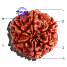 Load image into Gallery viewer, 6 Mukhi Rudraksha from Nepal - Bead No. 264
