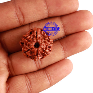 6 Mukhi Rudraksha from Nepal - Bead No. 265