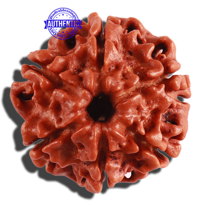 6 Mukhi Rudraksha from Nepal - Bead No. 265