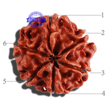 Load image into Gallery viewer, 6 Mukhi Rudraksha from Nepal - Bead No. 265
