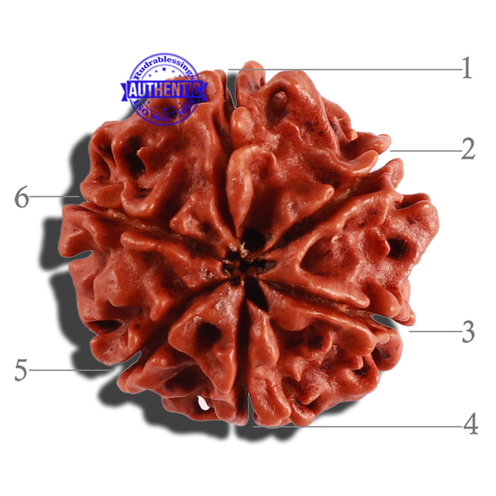 6 Mukhi Rudraksha from Nepal - Bead No. 265