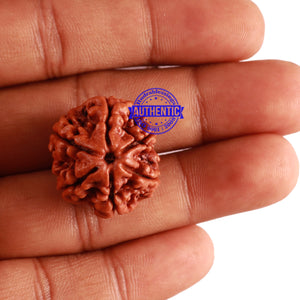 6 Mukhi Rudraksha from Nepal - Bead No. 266