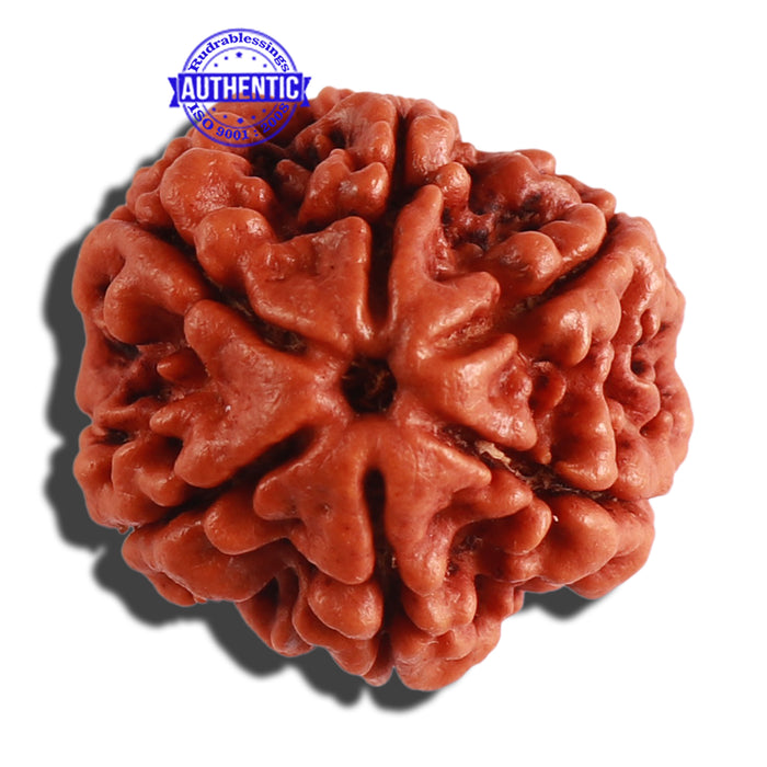 6 Mukhi Rudraksha from Nepal - Bead No. 266