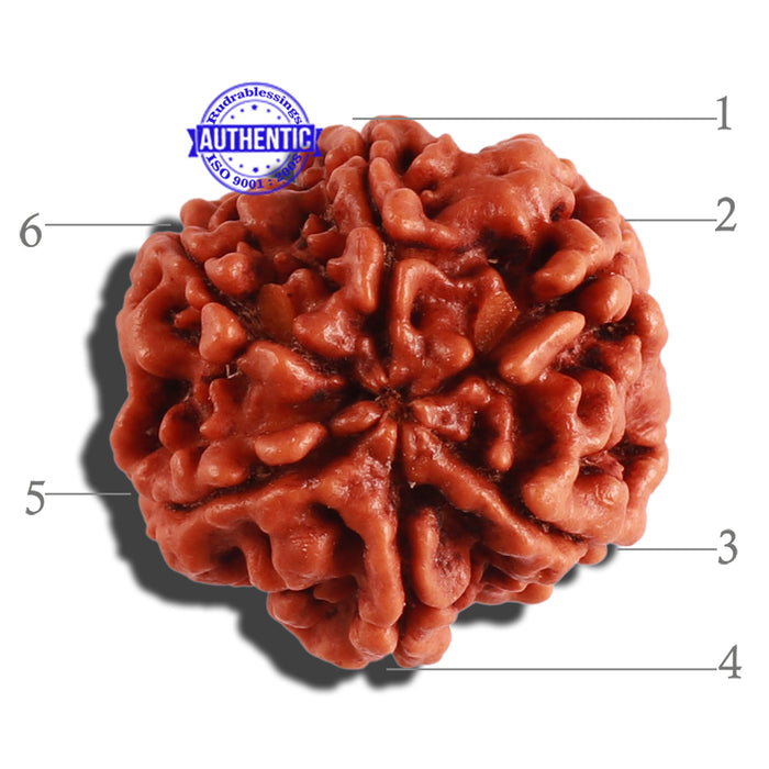 6 Mukhi Rudraksha from Nepal - Bead No. 266