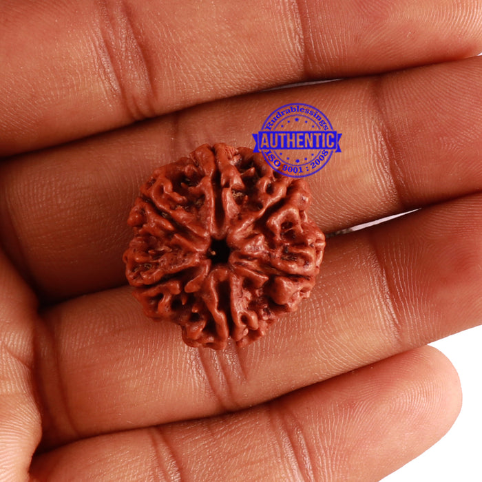 6 Mukhi Rudraksha from Nepal - Bead No. 267