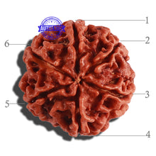 Load image into Gallery viewer, 6 Mukhi Rudraksha from Nepal - Bead No. 267
