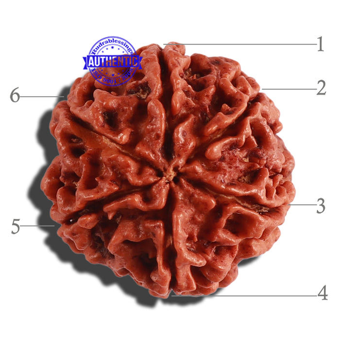 6 Mukhi Rudraksha from Nepal - Bead No. 267