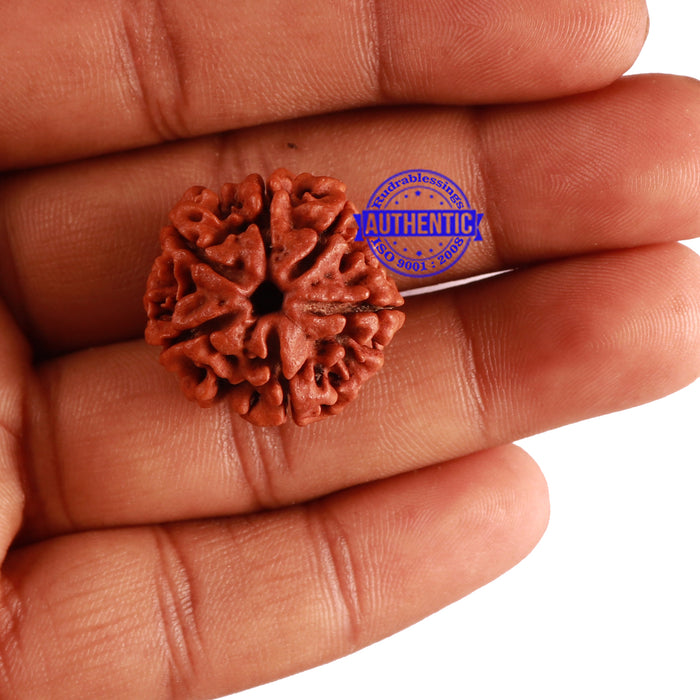 6 Mukhi Rudraksha from Nepal - Bead No. 268