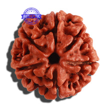 Load image into Gallery viewer, 6 Mukhi Rudraksha from Nepal - Bead No. 268
