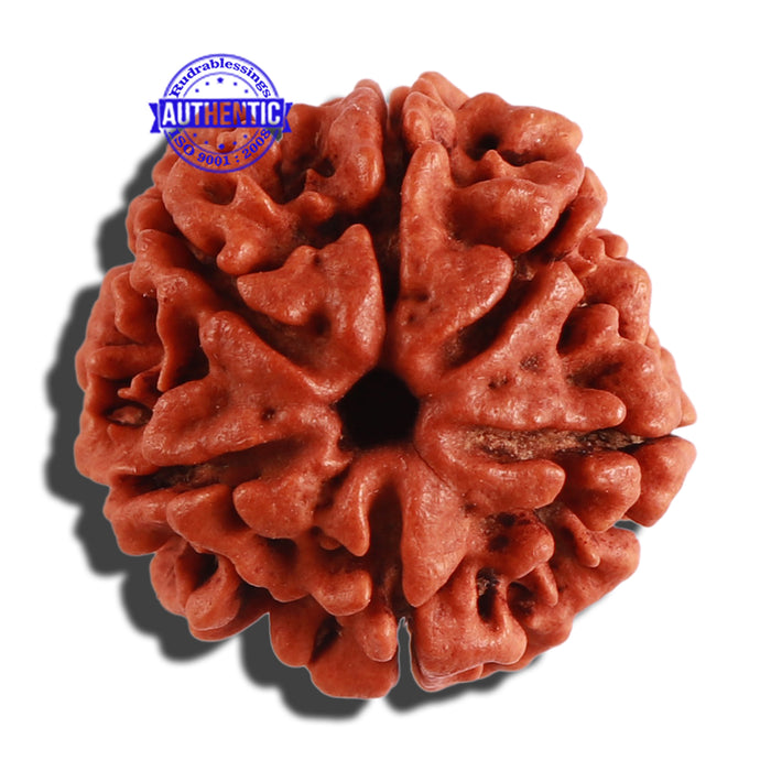 6 Mukhi Rudraksha from Nepal - Bead No. 268