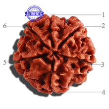 Load image into Gallery viewer, 6 Mukhi Rudraksha from Nepal - Bead No. 268
