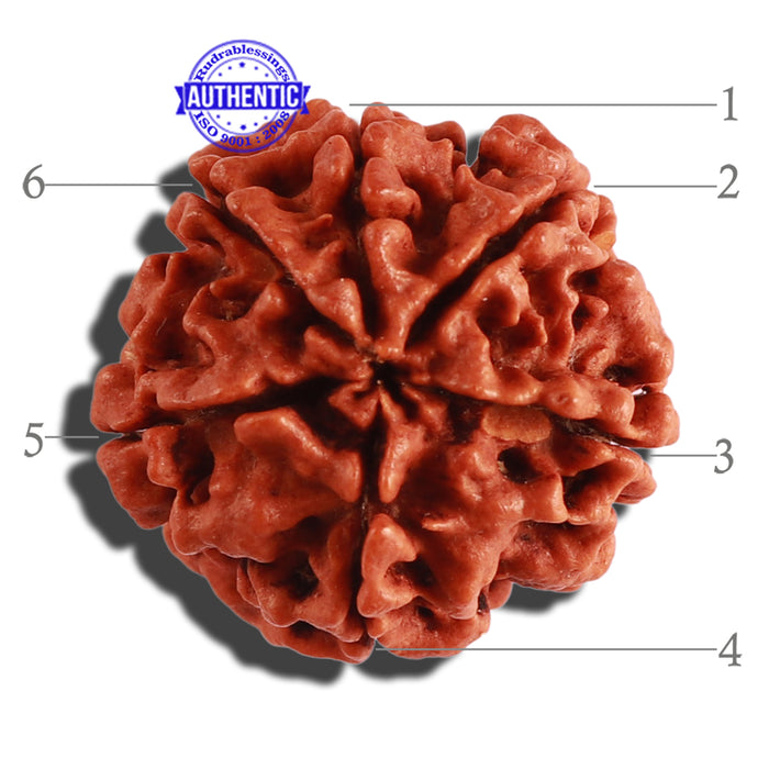 6 Mukhi Rudraksha from Nepal - Bead No. 268