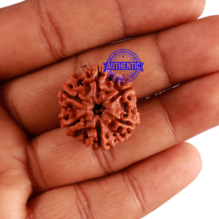 6 Mukhi Rudraksha from Nepal - Bead No. 269