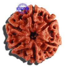 Load image into Gallery viewer, 6 Mukhi Rudraksha from Nepal - Bead No. 269
