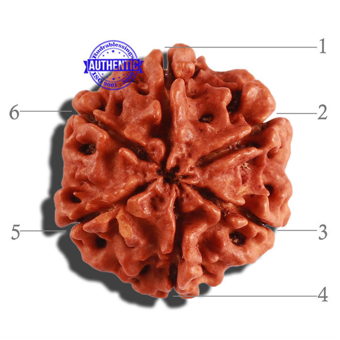 6 Mukhi Rudraksha from Nepal - Bead No. 269