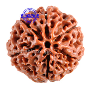 6 Mukhi Hybrid Rudraksha - Bead No. 26