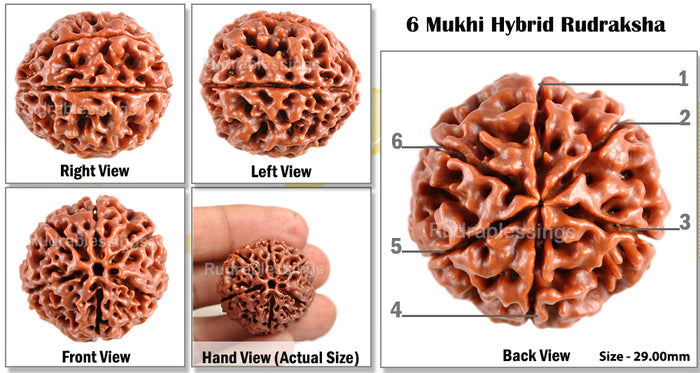 6 Mukhi Hybrid Rudraksha - Bead No. 26