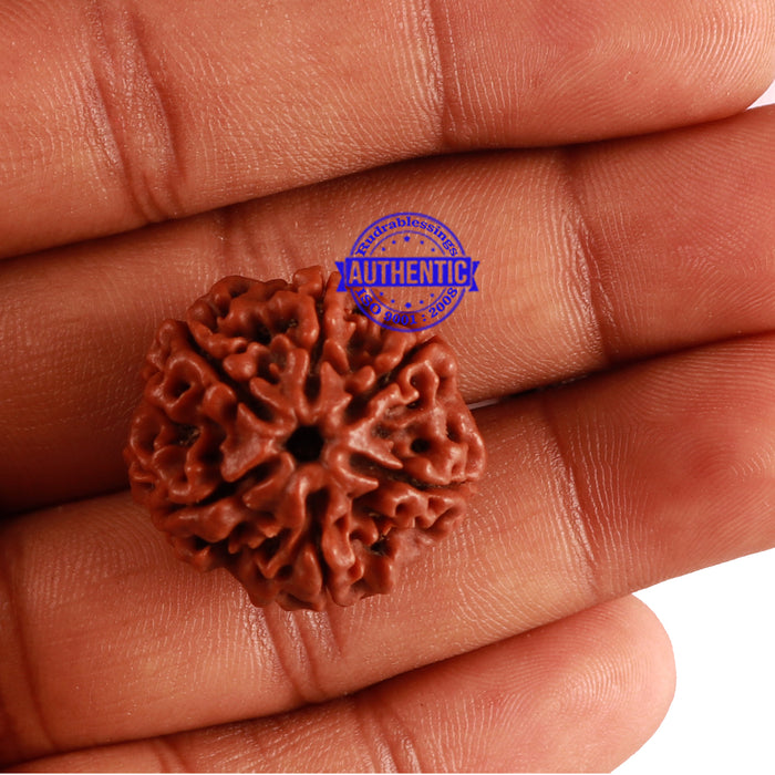 6 Mukhi Rudraksha from Nepal - Bead No. 270