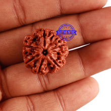 Load image into Gallery viewer, 6 Mukhi Rudraksha from Nepal - Bead No. 271
