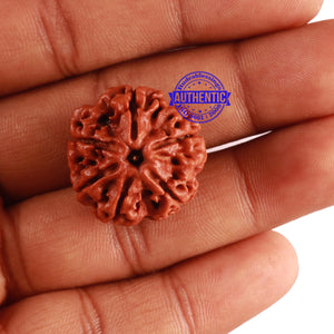 6 Mukhi Rudraksha from Nepal - Bead No. 271