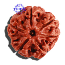 Load image into Gallery viewer, 6 Mukhi Rudraksha from Nepal - Bead No. 271
