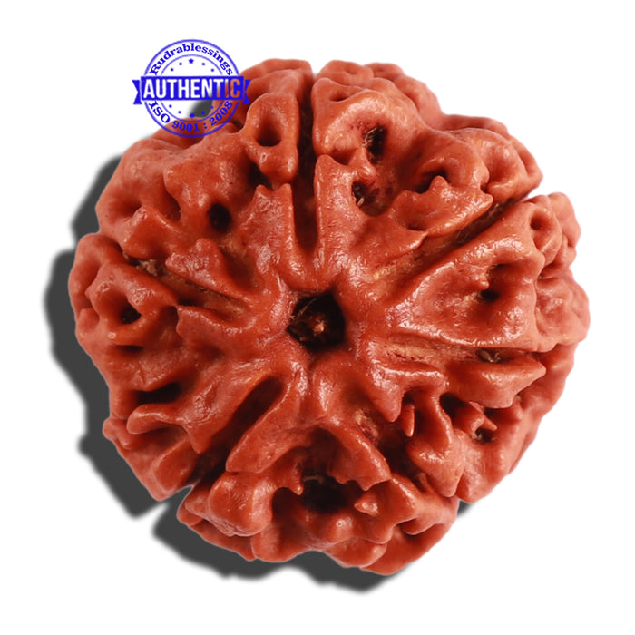 6 Mukhi Rudraksha from Nepal - Bead No. 271