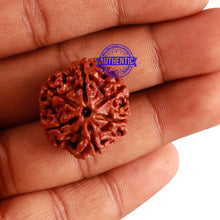 Load image into Gallery viewer, 6 Mukhi Rudraksha from Nepal - Bead No. 272
