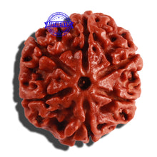 Load image into Gallery viewer, 6 Mukhi Rudraksha from Nepal - Bead No. 272
