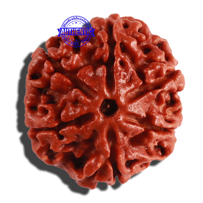 6 Mukhi Rudraksha from Nepal - Bead No. 272