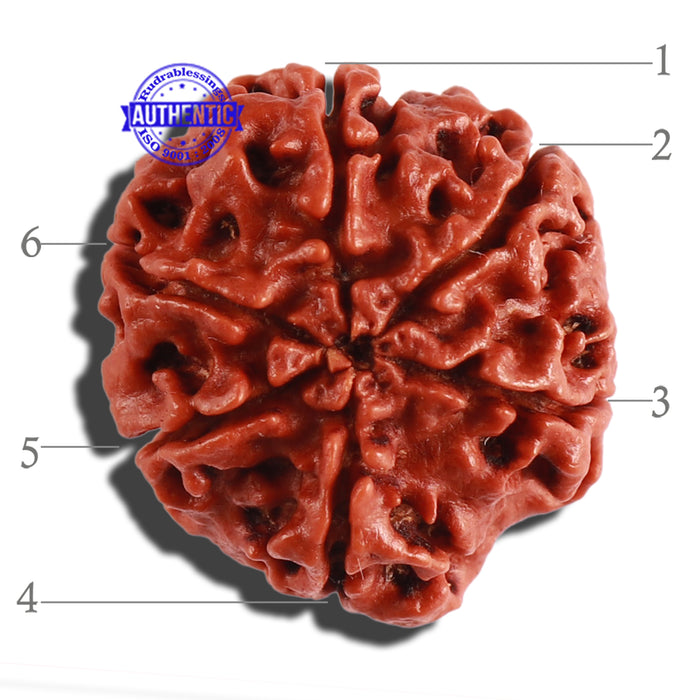 6 Mukhi Rudraksha from Nepal - Bead No. 272