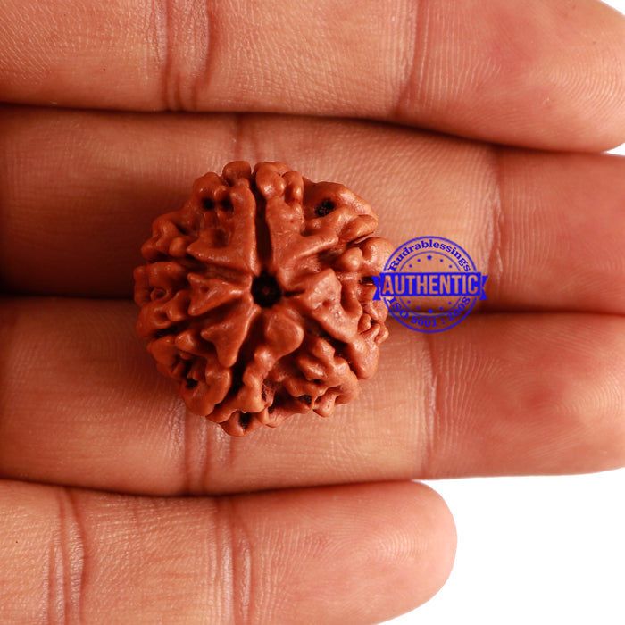 6 Mukhi Rudraksha from Nepal - Bead No. 273