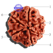 Load image into Gallery viewer, 6 Mukhi Rudraksha from Nepal - Bead No. 273
