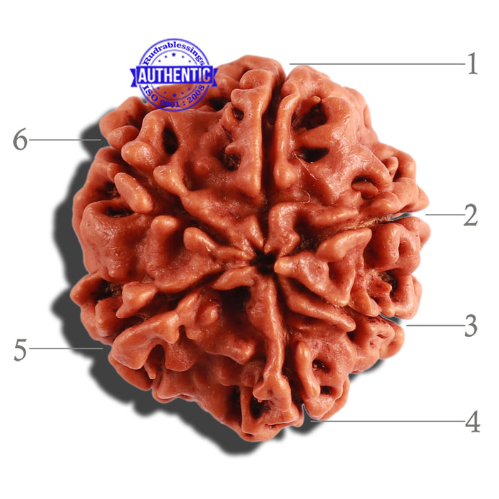 6 Mukhi Rudraksha from Nepal - Bead No. 273