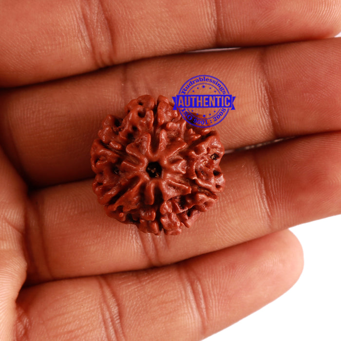 6 Mukhi Rudraksha from Nepal - Bead No. 274