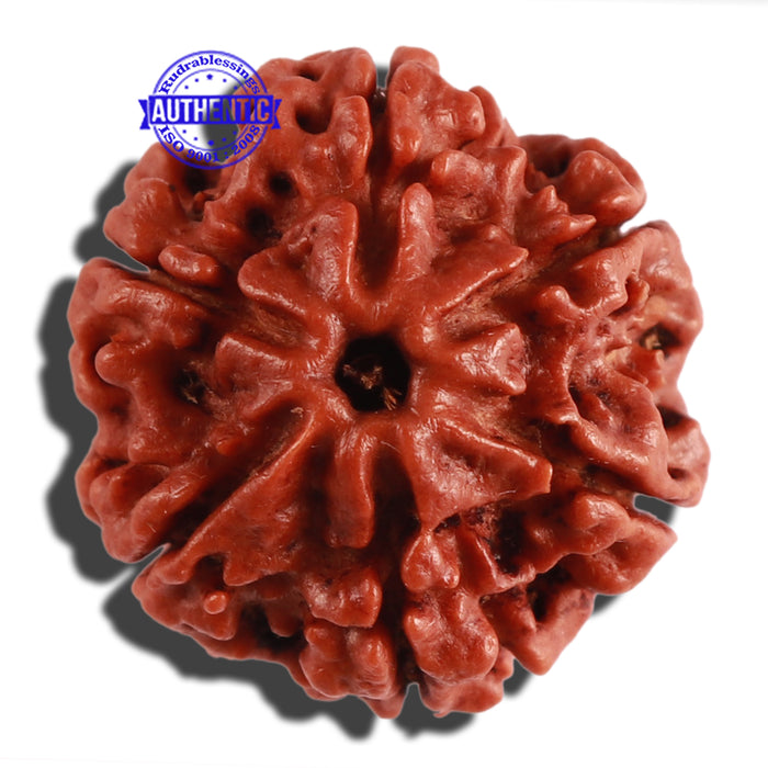 6 Mukhi Rudraksha from Nepal - Bead No. 274