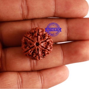 6 Mukhi Rudraksha from Nepal - Bead No. 275