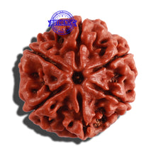 Load image into Gallery viewer, 6 Mukhi Rudraksha from Nepal - Bead No. 275

