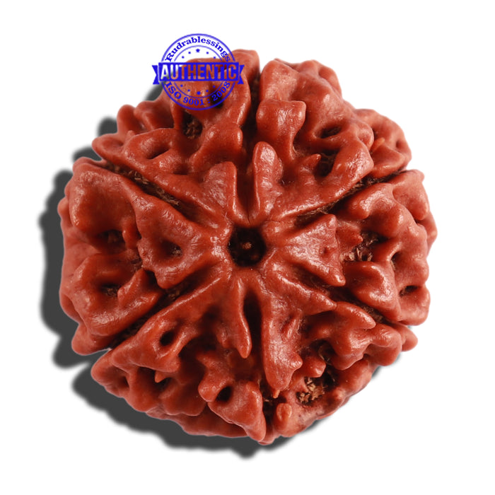6 Mukhi Rudraksha from Nepal - Bead No. 275