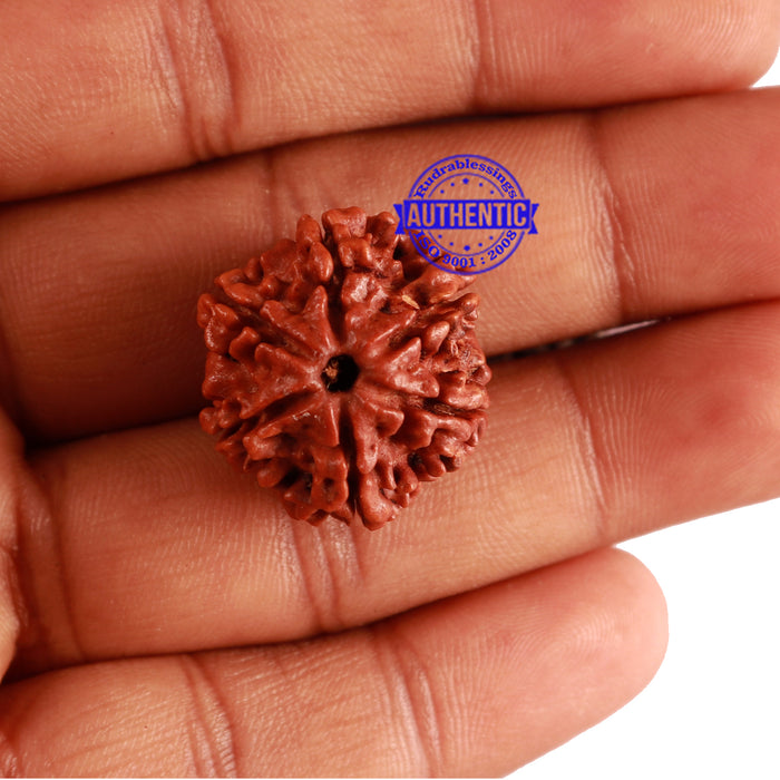 6 Mukhi Rudraksha from Nepal - Bead No. 276