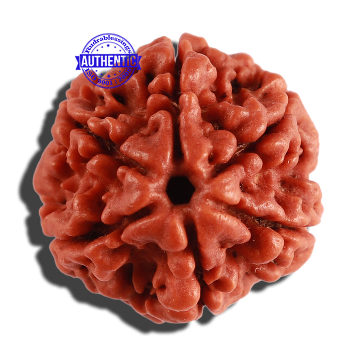 6 Mukhi Rudraksha from Nepal - Bead No. 277
